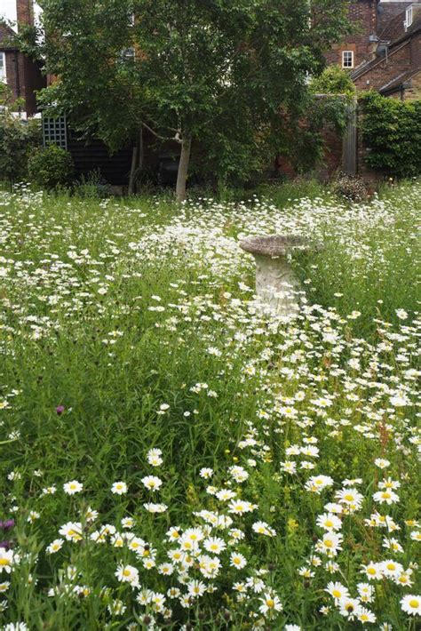 How To Create A Beautiful Mini Meadow Garden Plants For Small Gardens
