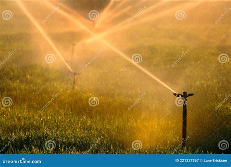 Farming Sprinklers In Field Irrigation And Watering Of Crops Stock