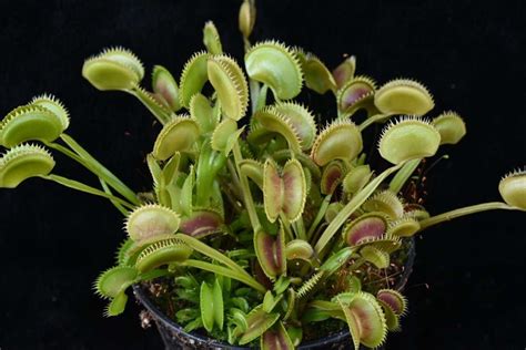 Dionaea Muscipula Dentate Traps Carnivorous Plant Resource