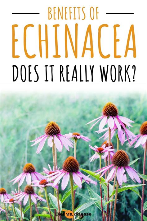 Benefits Of Echinacea Does It Really Work Diet Vs Disease