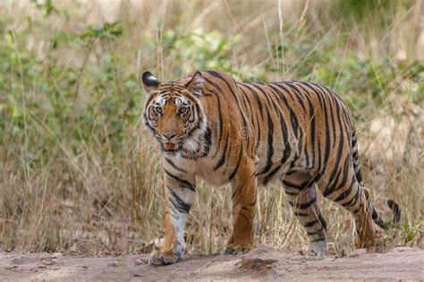 Bengal Tiger In Bandhavgarh National Park In India Stock Image Image