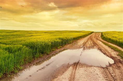 Summer Landscape With Green Grass Road Stock Photo Image Of Farming