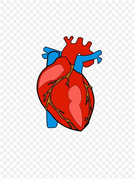 Human Heart Images Cartoon Jewelrybygthings