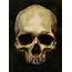 Skull Tone Study Digital 736x998  Art