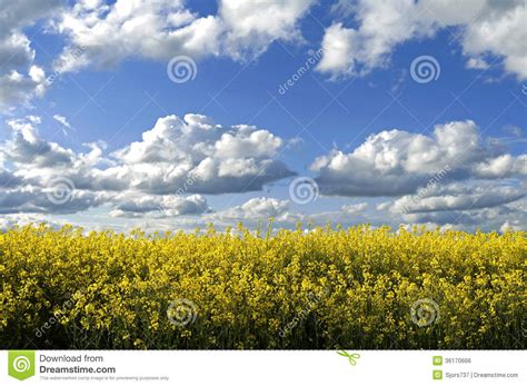 Rural Landscape With Rapeseed And Cumulus Clouds Stock Photo Image Of