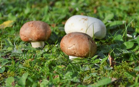 Champignons Comment éviter Lintoxication