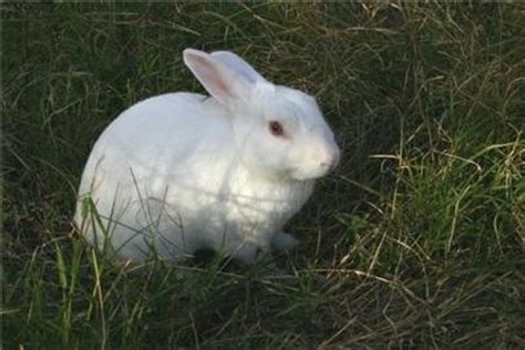 Maybe you prefer something in between. Best 10 Rabbit Breeds as Pets for Children | PetHelpful