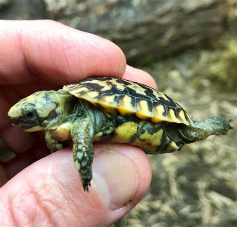 What Is The Smallest Turtle In The World