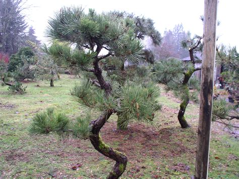 Specimen Japanese Black Pines In 2021 Japanese Garden Japanese Black