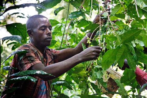 Ethiopias Vulnerable Tropical Forests Are Key To Securing Future Of