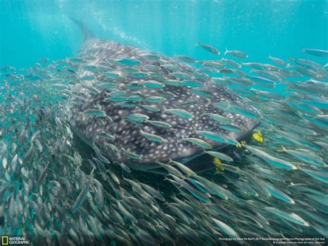 Jul 21, 2021 · pemandangan alam asli. 35+ Daftar Gambar Pemandangan Bawah Laut Asli ...