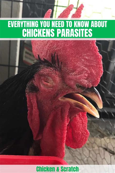 Chickens Parasites Everyting You Need To Know