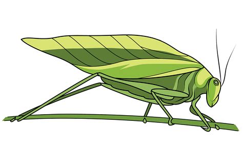 Cricket Bug Png Cricket Insect Png Cartoon Cricket Insect Transparent