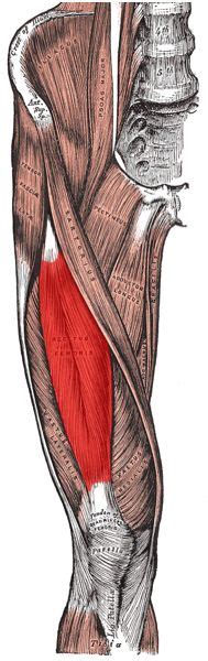 The gluteus medius, gluteus minimus, piriformis, tensor fasciae latae on the outside. Sciatica & Groin Relief and Pain Patterns