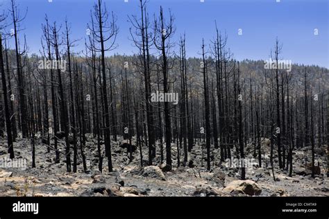Black Ashes Of Canary Pine After Forest Fire At Teide National Park In