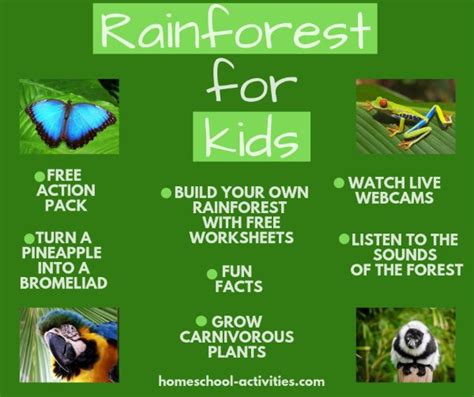 Rainforest Layers For Kids With Animals