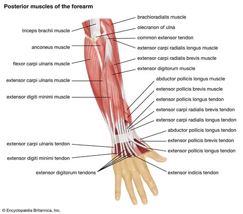 Muscle Anatomy Of Arm