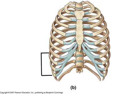 Bones Of Thoracic Cage Anatomy Diagram Quizlet