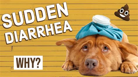 Sudden Diarrhea In Dogs Youtube
