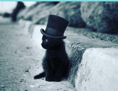 Cat In The Hat Blackcats Kitty Instagram Photo Animals Black Cats