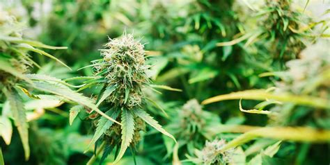 How to Grow Autoflowering Cannabis Plants | CenturionPro Solutions