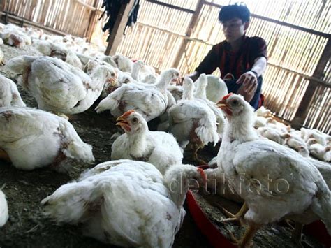 Indoseiki metalutama kawasan industri jatake. Pakan Ternak Ayam Potong Masih Impor