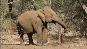 I am not an animal! SHAMANIC SERIES Learning from animals Haiku Poems ...