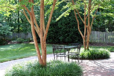 Best Shade Trees For Patios