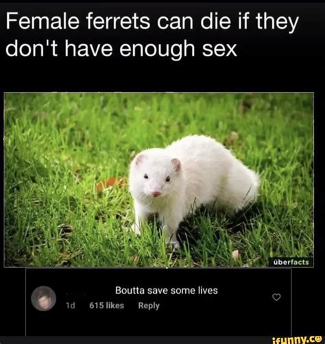 Female Ferrets Can Die If They Don T Have Enough Sex Jock Abertacts Boutta Save Some Lives Likes