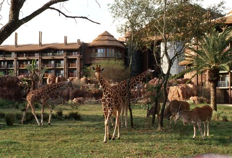 Disney Resort Hotels Disneys Animal Kingdom Lodge Giraffes On The