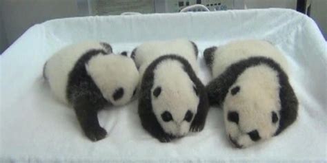 Watch Newborn Giant Panda Triplets Baby Panda Panda Baby Animals