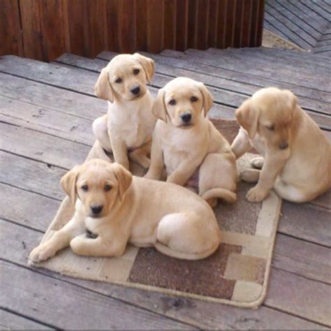 Yellow Lab Puppies On The Decking Cute Puppies Dogs And Puppies Pet