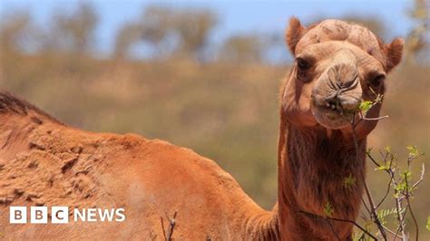 australia to cull thousands of camels bbc news