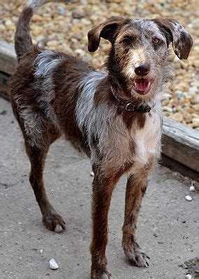 A orlando, fl 32804 rescue helping to find loving homes for dogs. Orlando, FL - Labradoodle. Meet ChloeZoe a Pet for ...