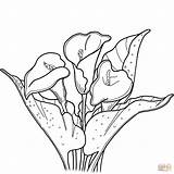 Lily Calla Coloring Lilies Printable Drawing Supercoloring Flowers Paper Categories sketch template