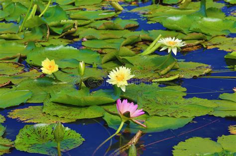 Beautiful Scenery Of Waterlily Flowers And Leaves Stock Image Image