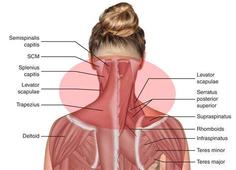 The shoulder muscles produce the characteristic shape of the shoulder and can be classified into two groups: Neck & Shoulders - FusionTeacherTraining.com