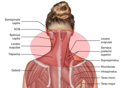 Human neck muscles diagram neck muscle anatomy health medicine and anatomy reference. Diagram Of Bones In Neck And Shoulder - Belayer S Neck Climbing Magazine - likearobotangel-wall