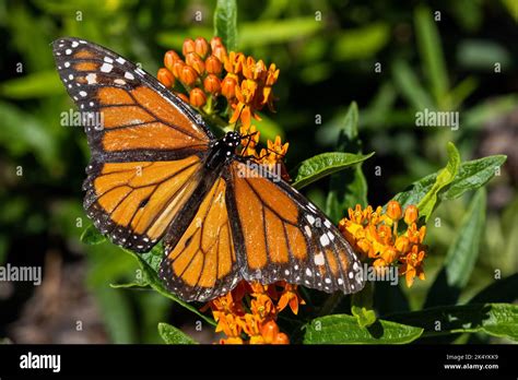 Symbiotic relationship of monarch butterfly (Danaus plexippus) and