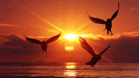 Sun Rising And Birds Wallpapers Wallpaper Cave