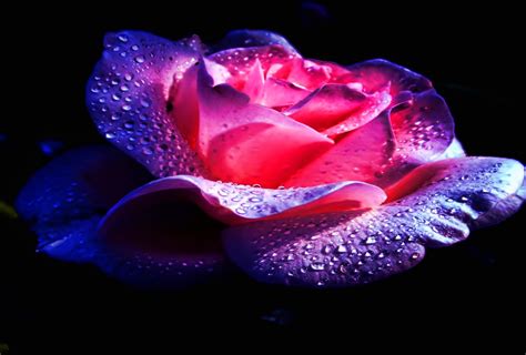 Download Water Drop Flower Nature Rose Hd Wallpaper