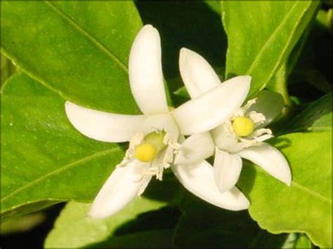 We did not find results for: Plant ID: Fruits & Nuts: Tahiti Lime - Florida Master ...