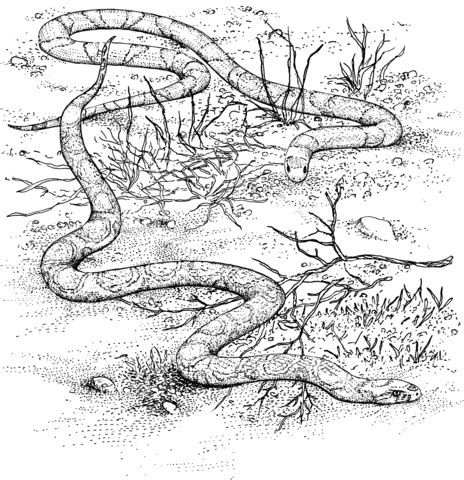 Therefore snake coloring pages can be a snakes bugs and more are what young peop. Scarlet King Snake and Milk Snake coloring page ...