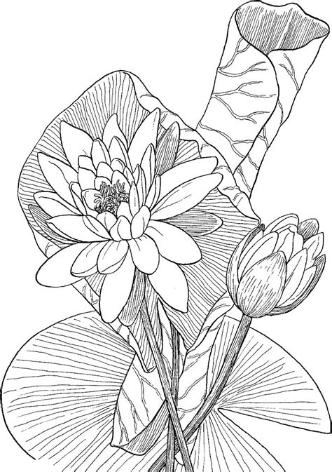 On the pages of the section, there is a swimmer of a small size. Top 20 Printable Water Lily Coloring Pages - Online ...