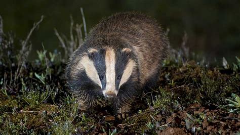Badger Cull Is Working To Reduce Bovine Tb Defra Figures Show