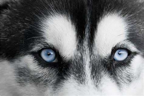 Are Your Husky Eyes Light Blue