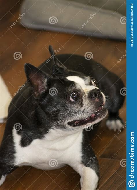 Boston Terrier Puppy Laying Down Contently Looking Up Stock Photo