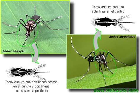 Aedes Aegypti Fotos ¿cómo Es El Mosquito Del Dengue