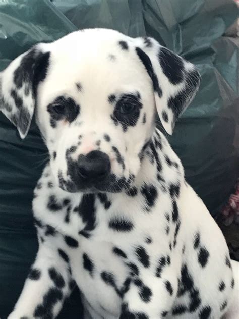 Please contact me if you are. Dalmatian Puppies For Sale | Dallas, TX #265139 | Petzlover