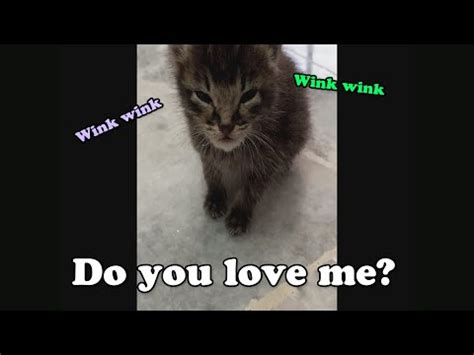 cute kitten   love  youtube